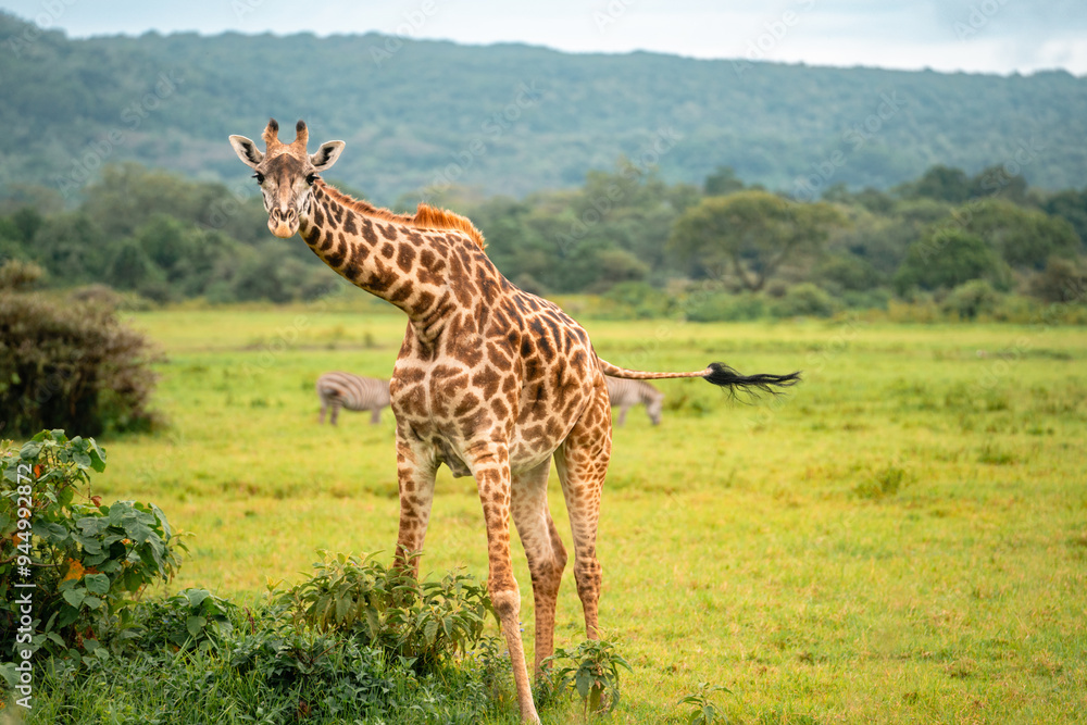 Giraffe Looking at Camera, Arusha National Park, Tanzania Giraffe Looking at Camera, Arusha National Park, Tanzania