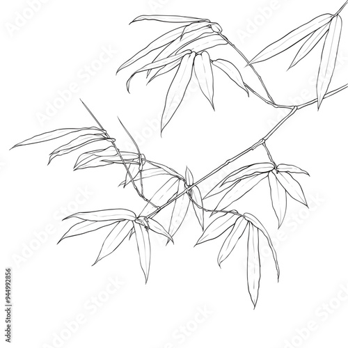 Black silhouette of bamboo leaves on white background isolated. Drawing vector illustrations. Botanical hand drawn element.