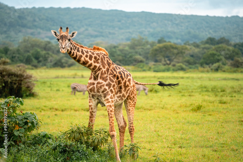 Photography Giraffe Looking at Camera, Arusha National Park, Tanzania