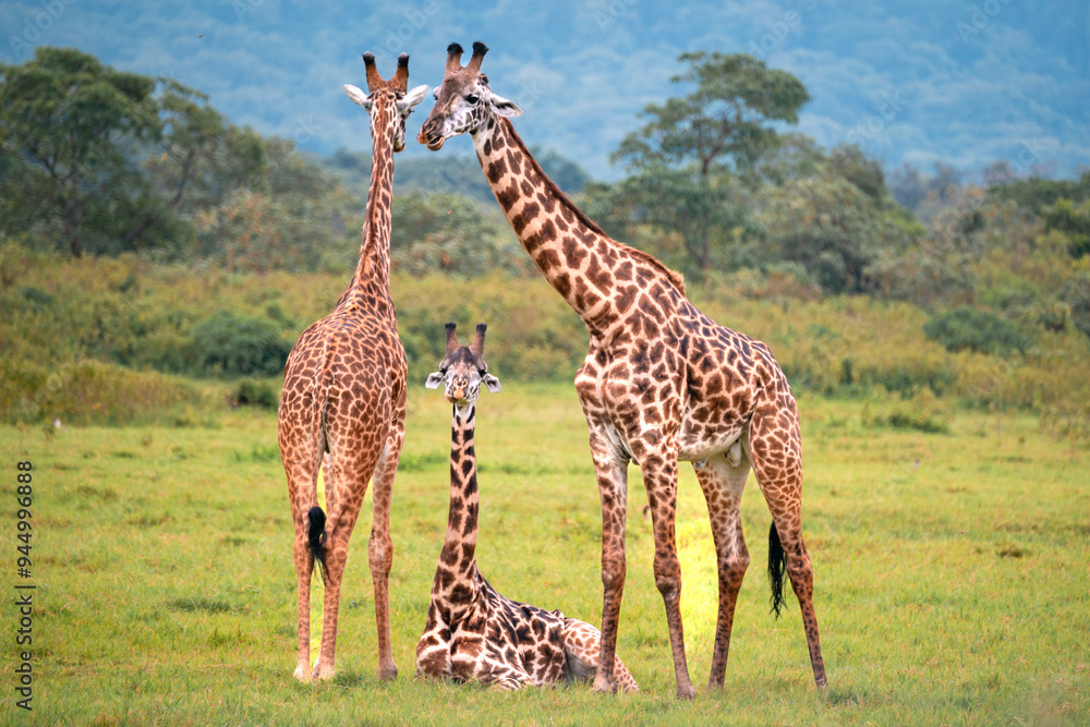 Fototapeta premium Giraffe Family of Three, Arusha National Park, Tanzania
