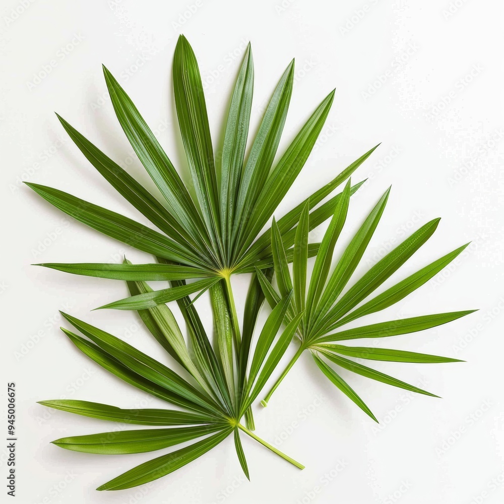 Clean and crisp product shot of saw palmetto leaves on a white background Clean and crisp product shot of saw palmetto leaves on a white background