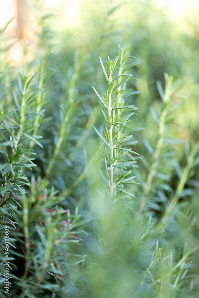 Fresh Rosemary Herb grow outdoor. Rosemary leaves Close-up. Fresh Rosemary Herb grow outdoor. Rosemary leaves Close-up.