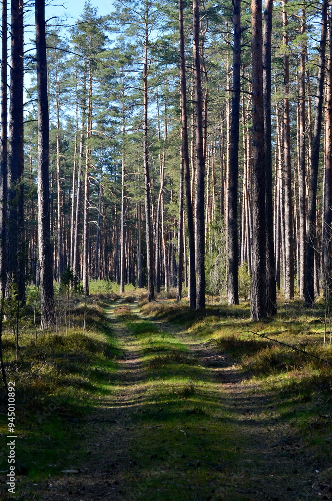 landscape with footpath in a dark pine forest. Pathway (rural road) through the evergreen forest. landscape with footpath in a dark pine forest. Pathway (rural road) through the evergreen forest.