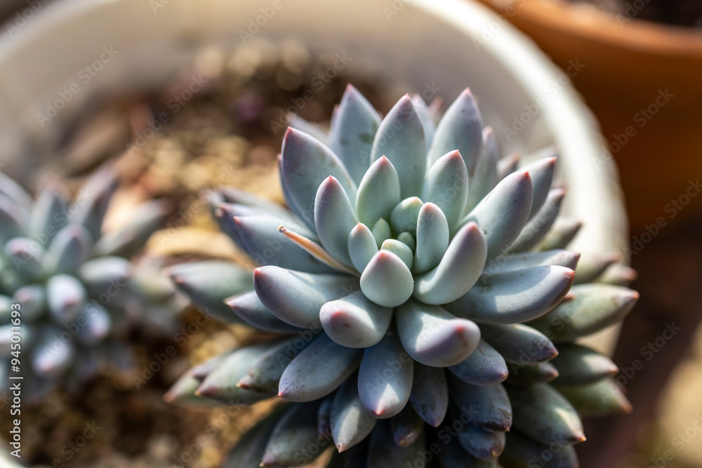 Succulent macro photo. Deep green natural plant. Succulent macro photo. Deep green natural plant.