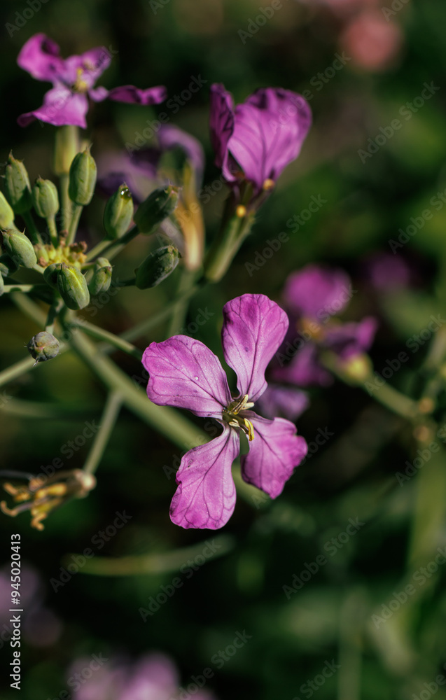 Obraz premium pink flowers