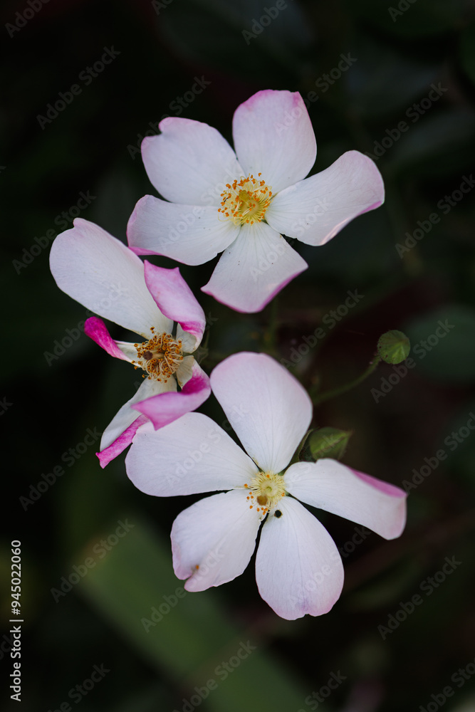 Obraz premium flowers