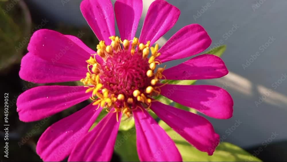 close up of a pink flower close up of a pink flower