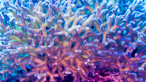 Healthy and beautiful Cauliflower Coral reef