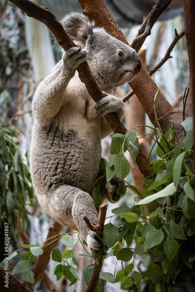 Fototapeta premium koala Nature Images zoo mammal