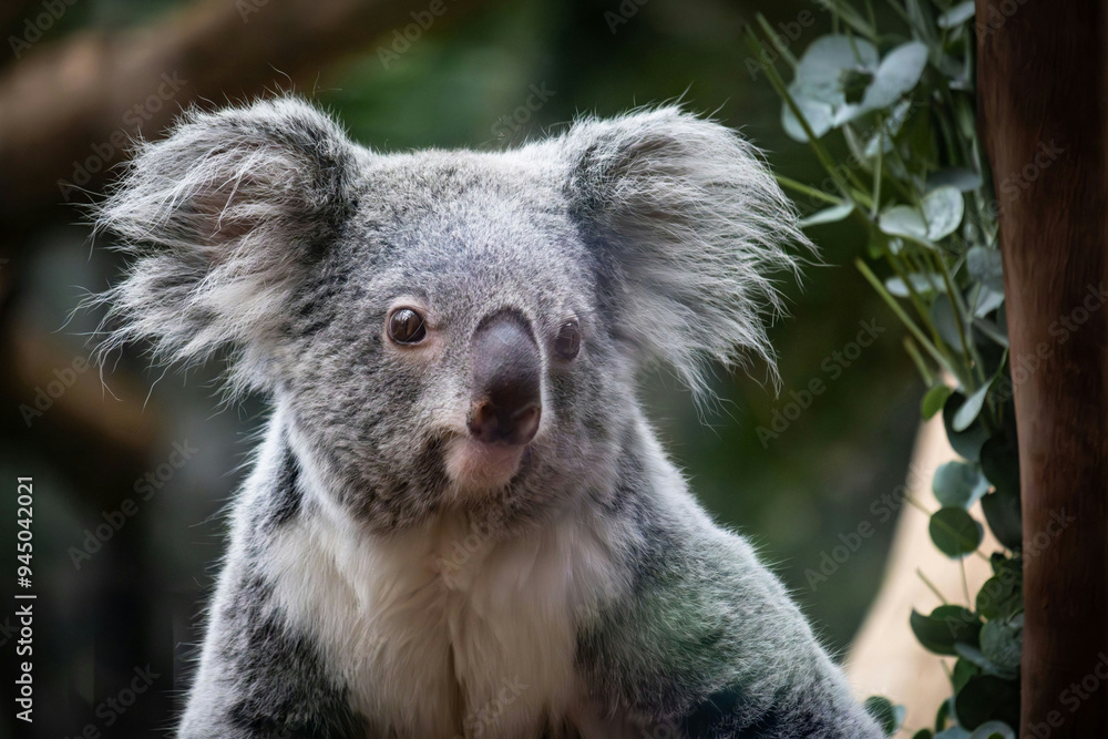 Fototapeta premium koala Nature Images zoo mammal