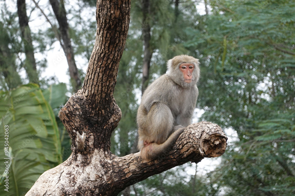 Monkey Images mammal wildlife Tree Images Pictures Monkey Images mammal wildlife Tree Images Pictures