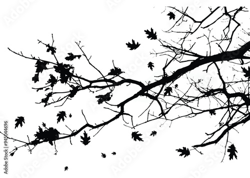 Silhouettes of branches of maple tree with leaves isolated on white. Vector illustration
