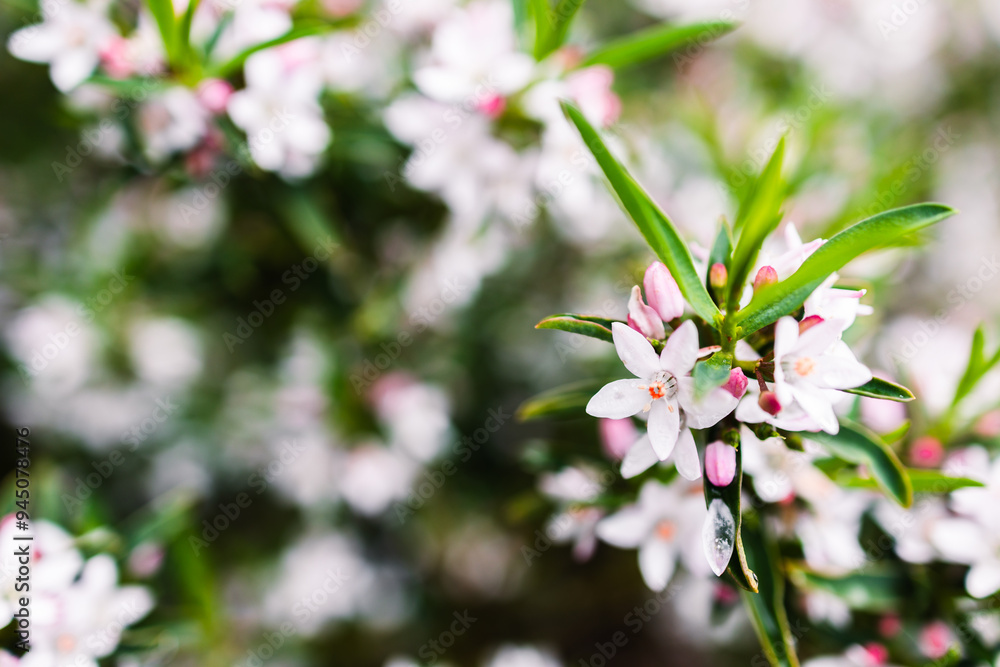 philotheca plant in full bloom with white and pink flowers philotheca plant in full bloom with white and pink flowers