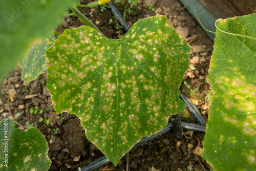 Obraz na płótnie Visuals of downy mildew symptoms on a cucumber leaf
