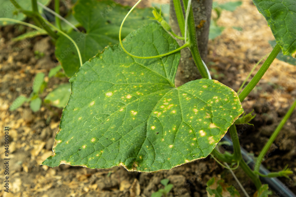 Ταπετσαρία Cucumber leaf displaying symptoms of downy mildew caused by fungal infection, re