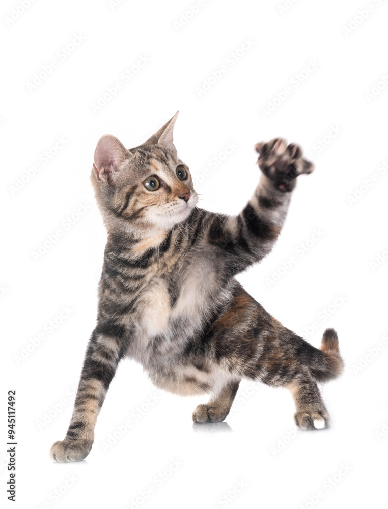 Obraz premium little cat in studio