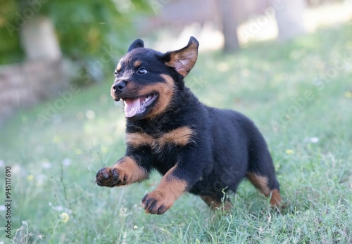 young rottweiler in nature