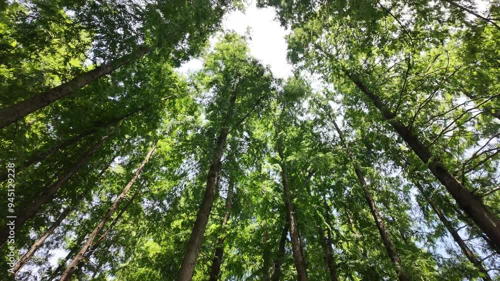 Looking up at the dense, lush forest canopy, with towering trees swaying. Sunlight filters through the leaves, casting dappled shadows. A peaceful summer atmosphere with sound of cicadas chirping.