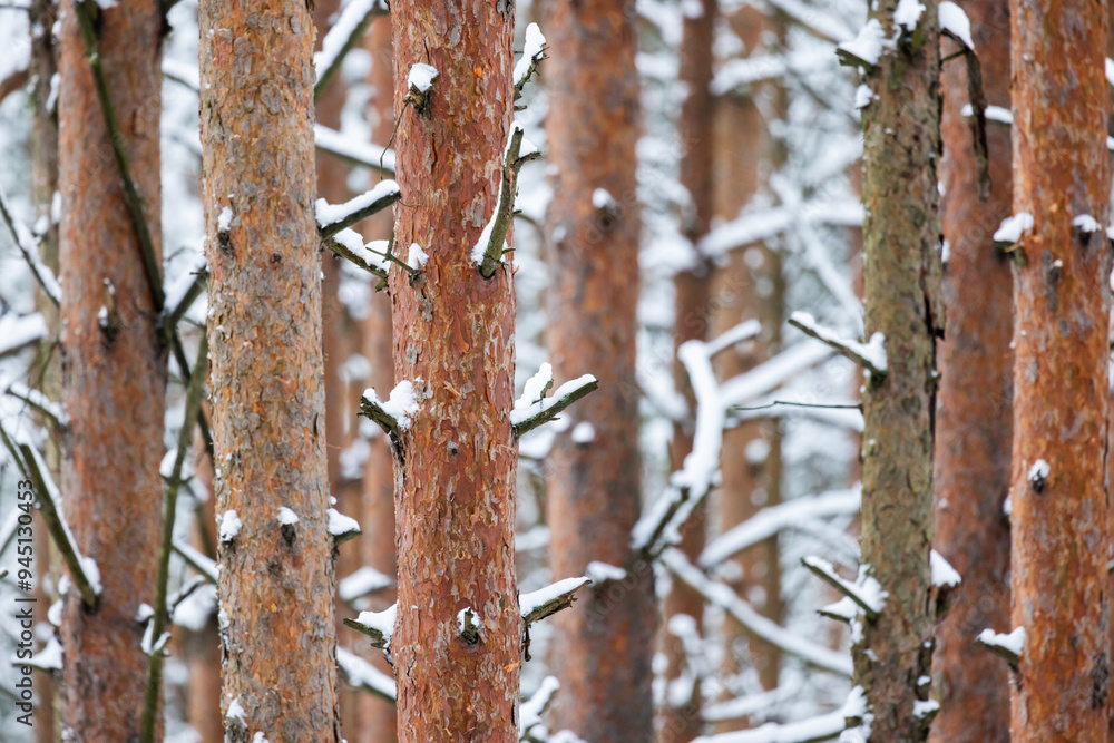 Fototapeta premium Pine trunks with snow are in the winter forest, natural background photo