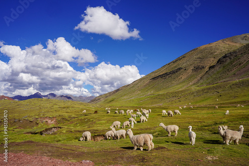 Alpacas Grazing around Rainbow Mountain, Cusco, Peru