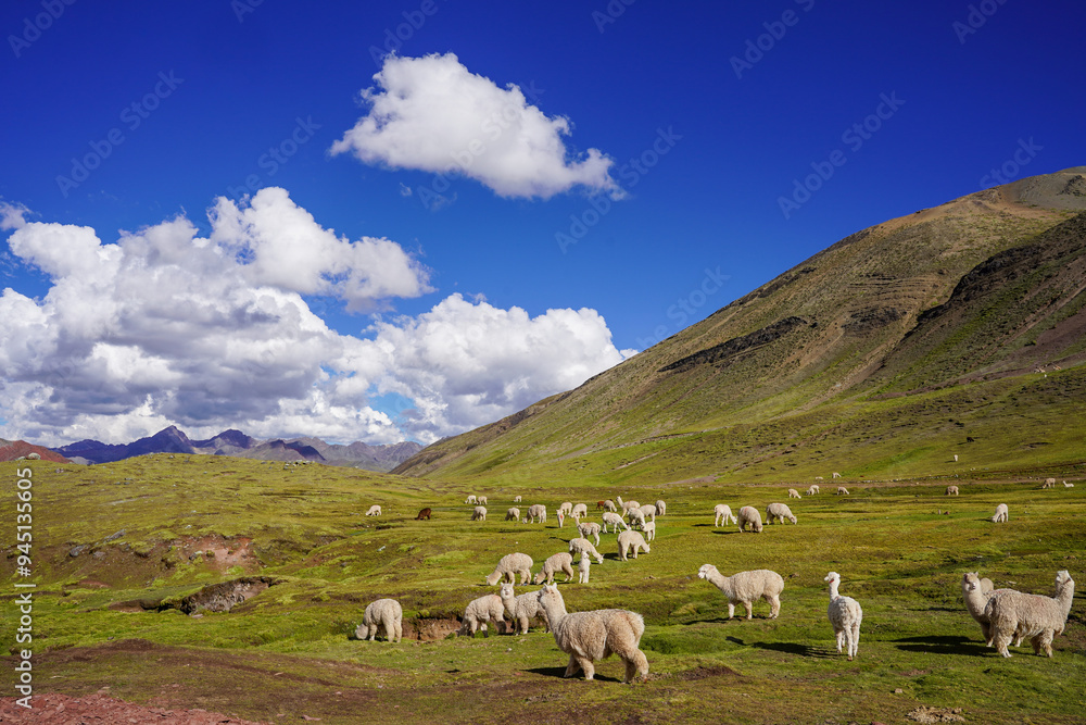 Obraz premium Alpacas Grazing around Rainbow Mountain, Cusco, Peru
