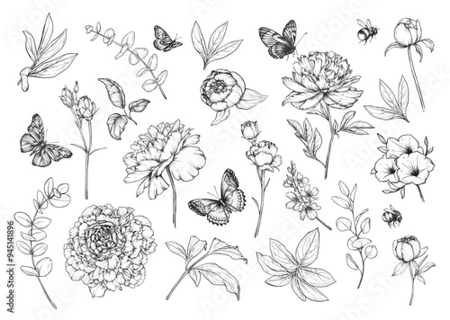 Set of hand drawn vector peonies, summer garden flowers and leaves, butterflies, bumblebees in black and white sketch style