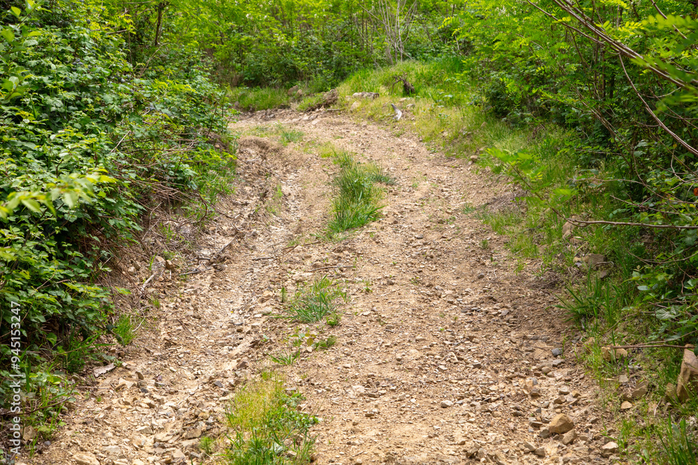 Dirt road in the forest in nature in summer Dirt road in the forest in nature in summer