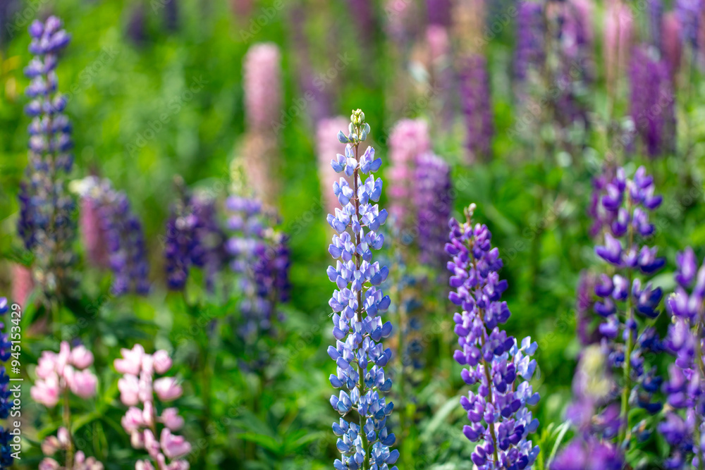 Lupine flowers in nature. Close-up Lupine flowers in nature. Close-up