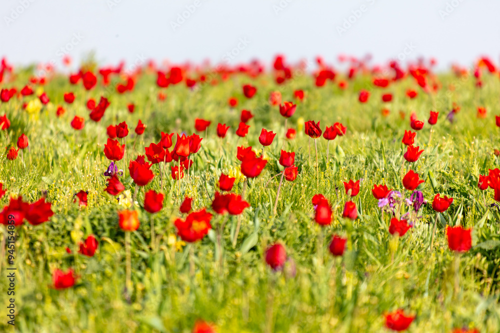 Field with red tulips in the steppe in spring as a background. Field with red tulips in the steppe in spring as a background.