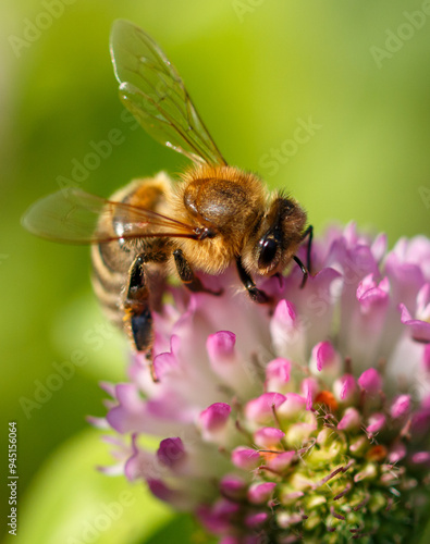 Bee on a pink clover flower. Macro