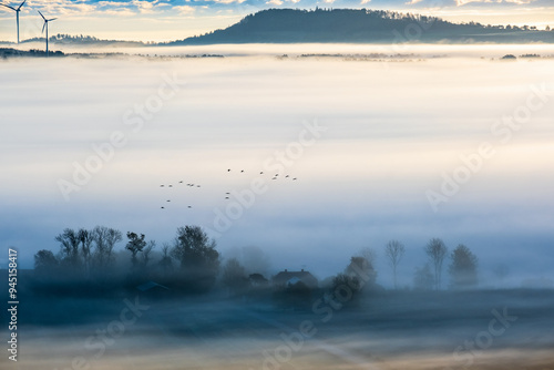 Photography Misty morning in the countryside with a flock of birds