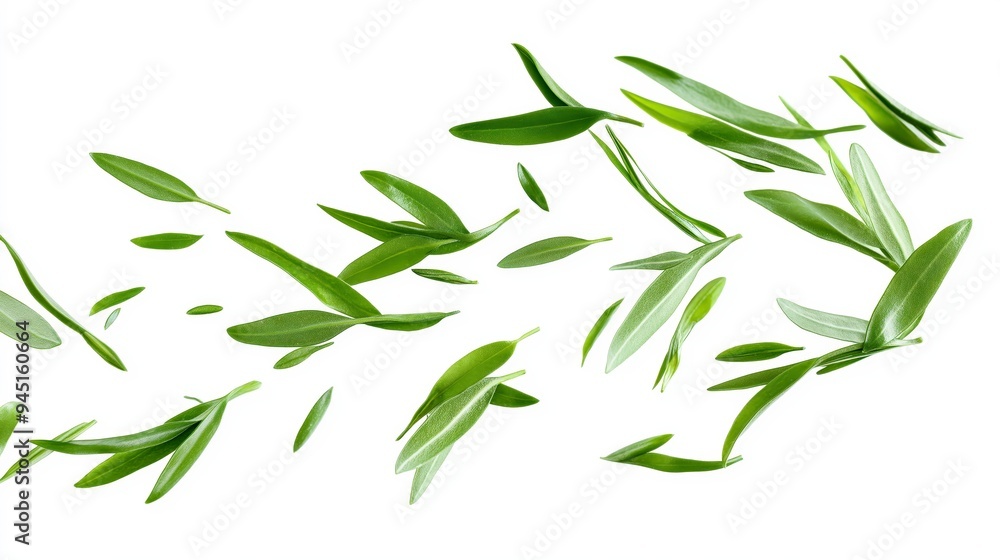 A collection of green leaves scattered against a white background. A collection of green leaves scattered against a white background.