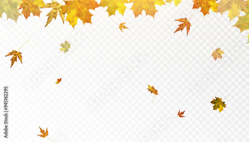 Autumn leaves are scattered randomly on a transparent background. Bright beautiful foliage. Autumn ornament. Vector for web design and illustrations.