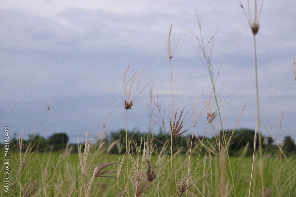Grass of the flirtatious Grass of the flirtatious