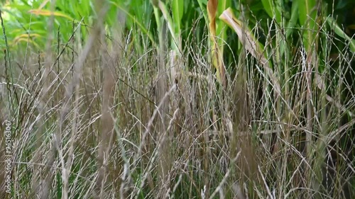walking beside a corn field on a beautiful summer day