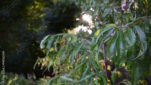 watching the sun through a peach tree on a beautiful summer evening