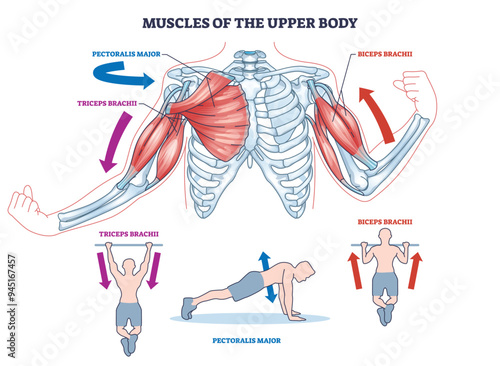 Muscles of the upper body for push and pull movements outline diagram. Labeled educational medical scheme with triceps brachii, pectoralis major and biceps for strength training vector illustration.