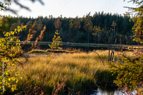 Beautiful evening light over small woodland lake