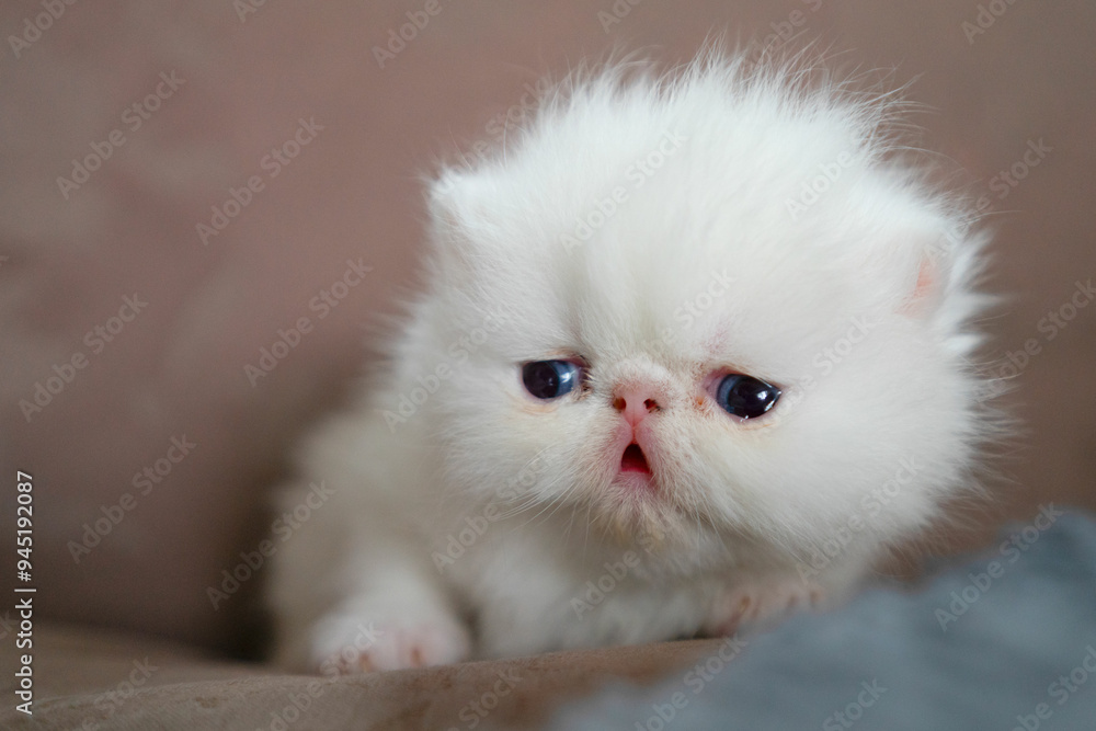 Fototapeta premium White Exotic Shorthair cat. Pet concept