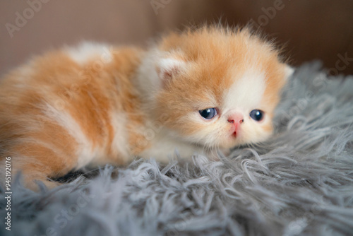 Cute cat of Exotic Shorthair cat.  Pet concept