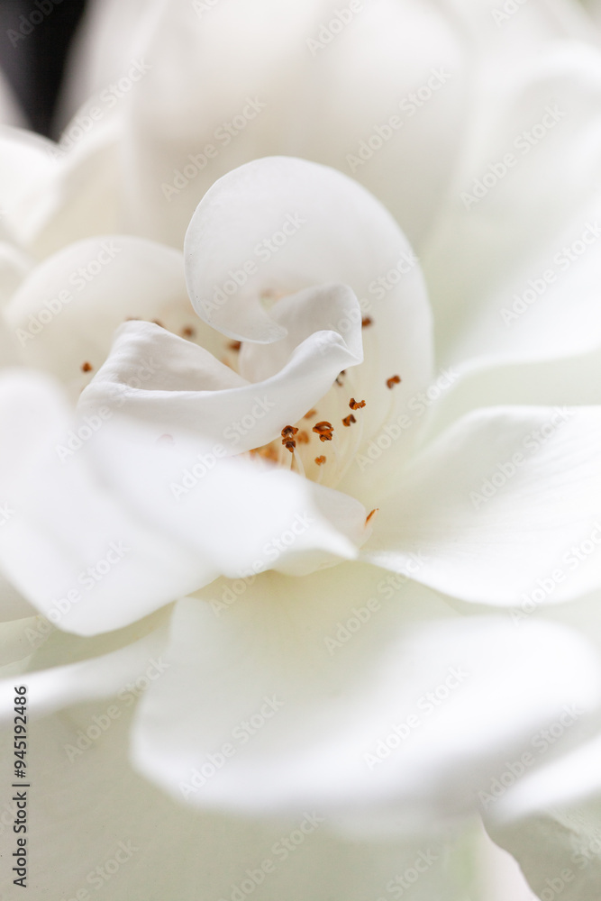 White roses White roses