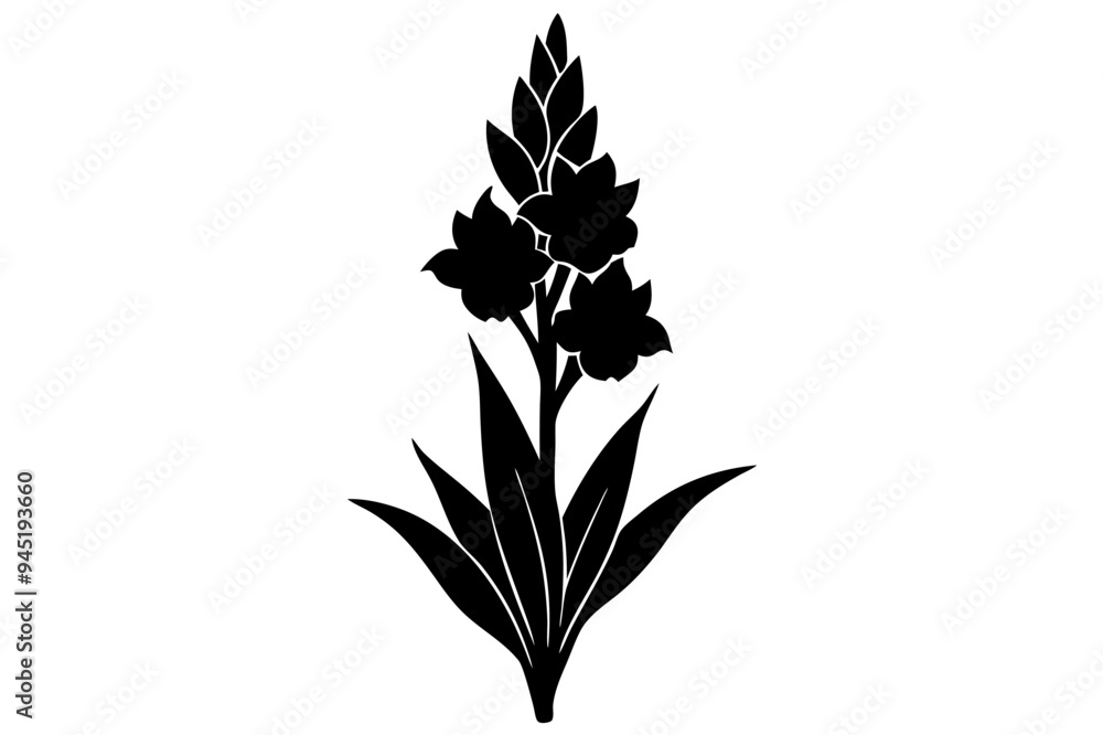 Fototapeta premium Gladiolus Silhouette on vector illustration with white background