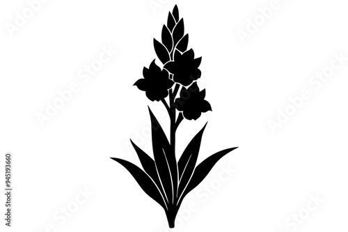 Gladiolus Silhouette on vector illustration with white background