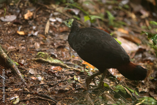 The wattled brushturkey (Aepypodius arfakianus) is a species of bird in the family Megapodiidae. It is found in New Guinea. photo