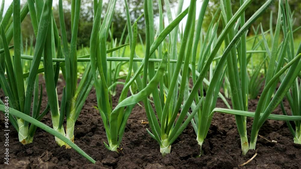 A bed of green onions in the garden. Panorama. Growing greens for the table, vitamin supplements. A bed of green onions in the garden. Panorama. Growing greens for the table, vitamin supplements.