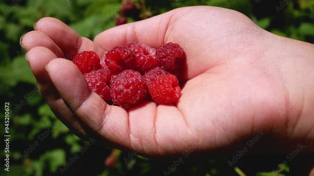Freshly picked ripe raspberries in a child's hand against the background of a green raspberry bush in the garden. Vitamin snack. Harvesting raspberries. Freshly picked ripe raspberries in a child's hand against the background of a green raspberry bush in the garden. Vitamin snack. Harvesting raspberries.