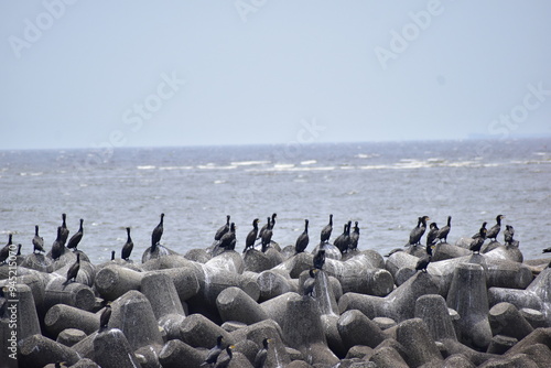 防波堤に止まっているカワウの群れ