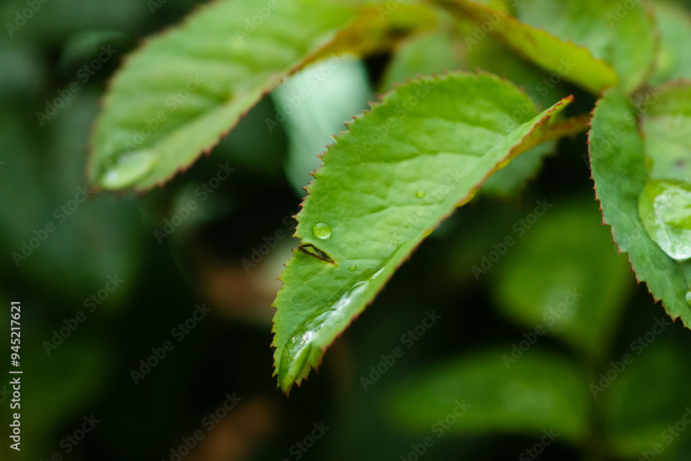 The rain refreshes the air and the traces on the flowers make them look and feel beautiful, making me fall in love every morning I wake up on a rainy night. The rain refreshes the air and the traces on the flowers make them look and feel beautiful, making me fall in love every morning I wake up on a rainy night.