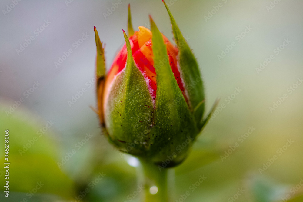 The rain refreshes the air and the traces on the flowers make them look and feel beautiful, making me fall in love every morning I wake up on a rainy night. The rain refreshes the air and the traces on the flowers make them look and feel beautiful, making me fall in love every morning I wake up on a rainy night.