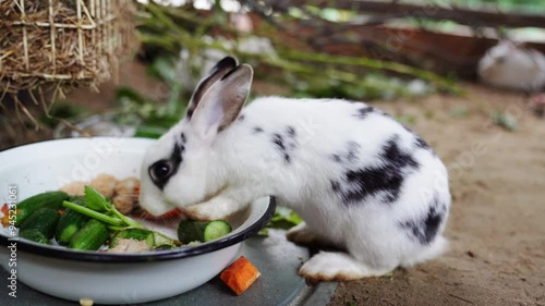 A cute white rabbit with a black spot eats fresh organic cabbage and carrots in a fenced outdoor space. Several rabbits are in the same space. High quality 4k footage